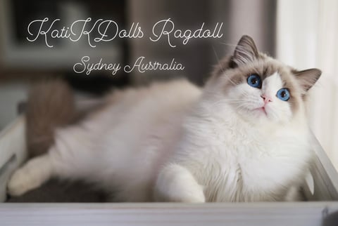 KATIKDOLLS Ragdoll Cattery