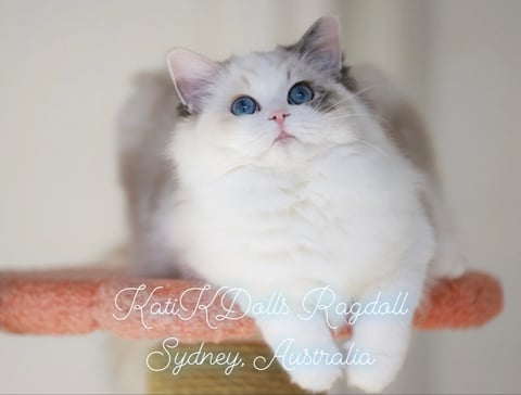 KATIKDOLLS Ragdoll Cattery