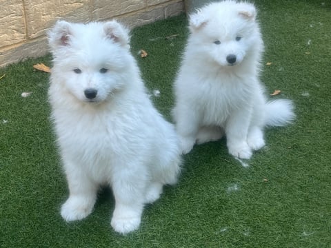 Eskimoyed Samoyeds