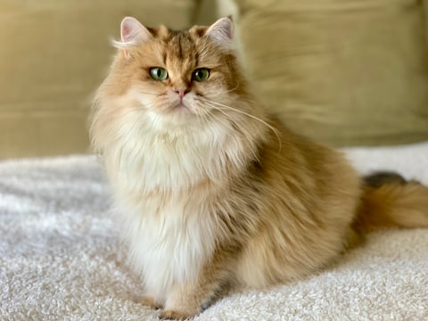 Golden Shaded - British Longhair