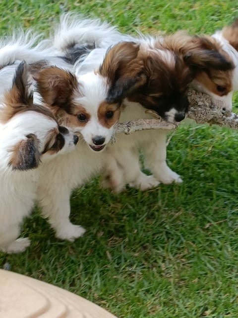 Waiwilta Papillons Puppies 2023