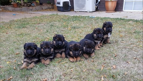 Lozani German Shepherd Puppies