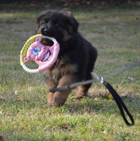 Lozani German Shepherd Pup