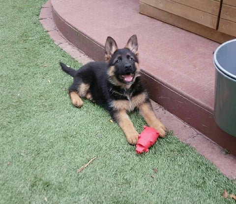 Lozani German Shepherds