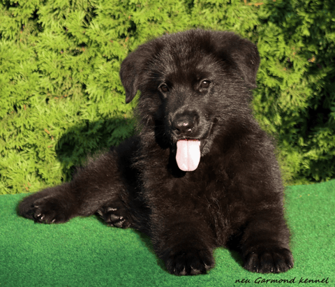 Lozani German Shepherd Puppy