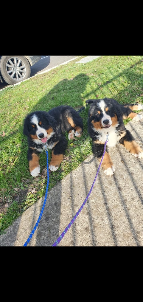 Switzkiss Bernese Mountain Dogs