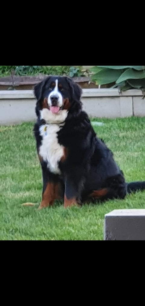 Switzkiss Bernese Mountain Dogs