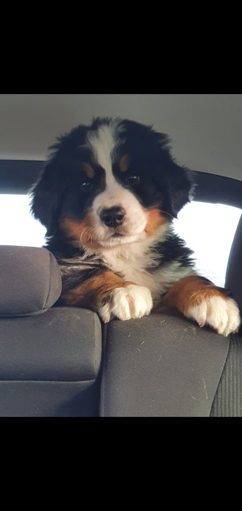 Switzkiss Bernese Mountain Dog Puppy