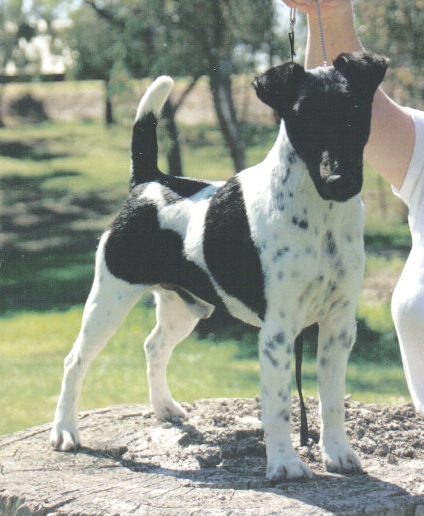 Australian Grand Champion Triplefun Dunnromin