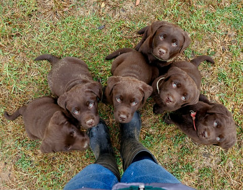  Joalbe Labrador Puppies