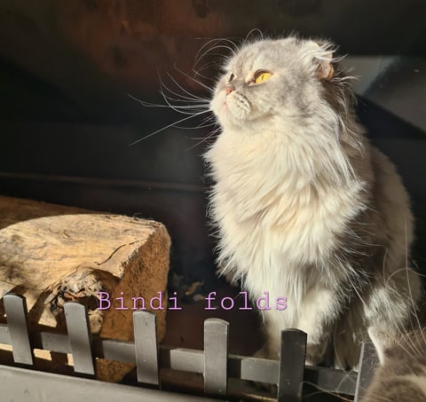 Bindi Folds - Scottish folds and British Cattery