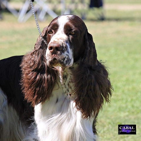 Silvaspring English Springer Spaniels