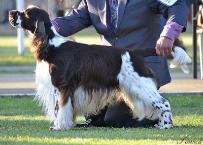 Silvaspring English Springer Spaniels