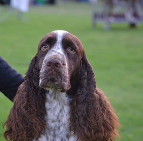 Silvaspring English Springer Spaniels