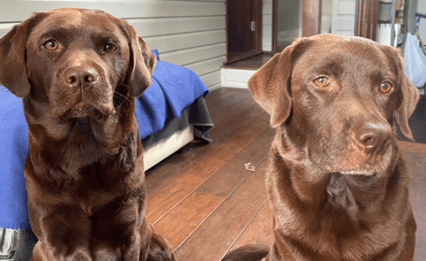  Devaloka Labradors