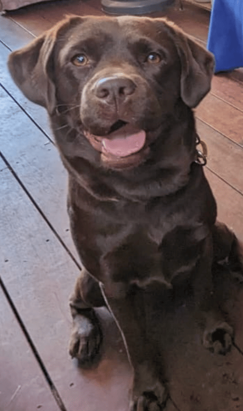  Devaloka Labrador Retrievers