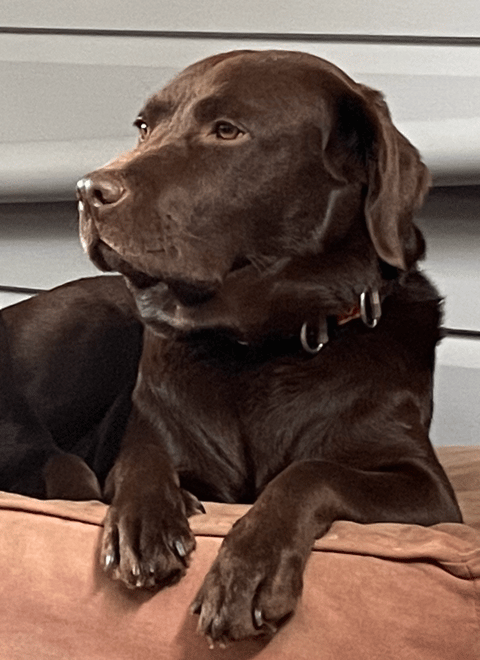  Devaloka Labrador Retrievers