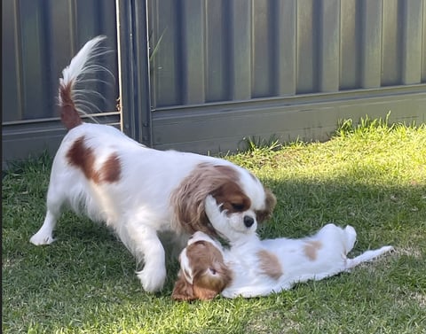 Cavlypso Cavalier King Charles Spaniels