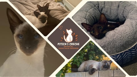 Pitica's Creche Siamese & Oriental Cat Breeder