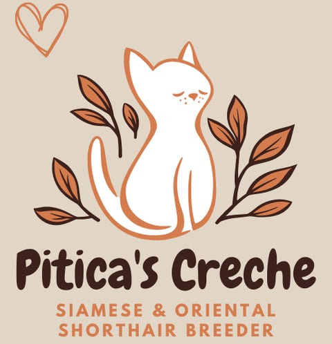 Pitica's Creche Siamese & Oriental Cat Breeder