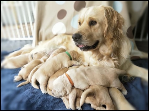 Piper and pups