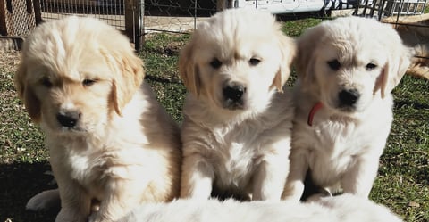 Goraemist Golden Retriever Pups