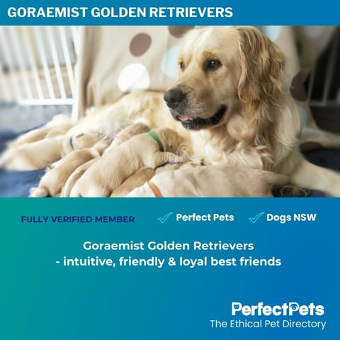 Goraemist Golden Retrievers