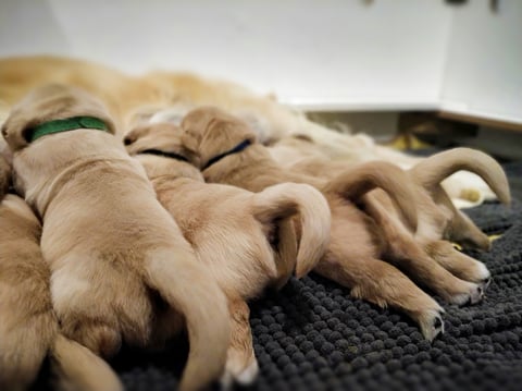 Goraemist Golden Retrievers 