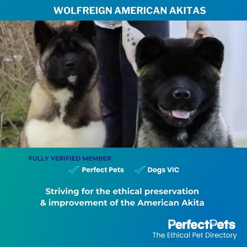 Wolfreign American Akitas