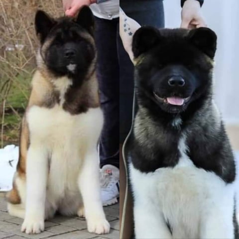 Wolfreign American Akitas