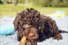 ATHELAS LAGOTTO -  ACT / NSW