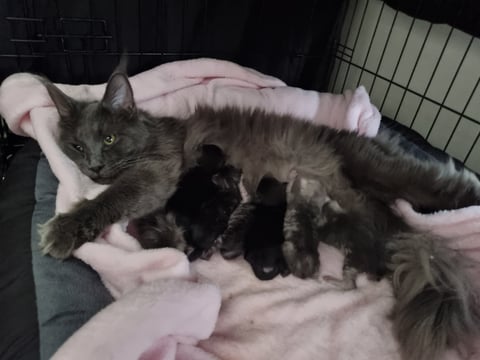 Maine Coon litter & Queen