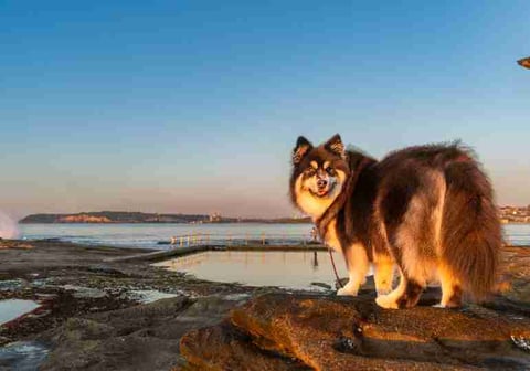 Silverkoira Finnish Lapphunds