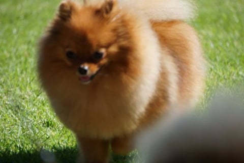 Fairytails  Pomeranian