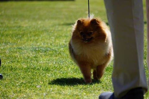 Fairytails  Pomeranian