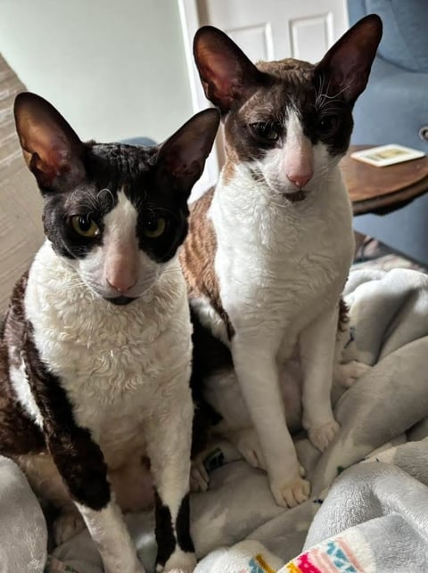 ScillyRex Captain Sisko & ScillyRex Lieutenant Dax