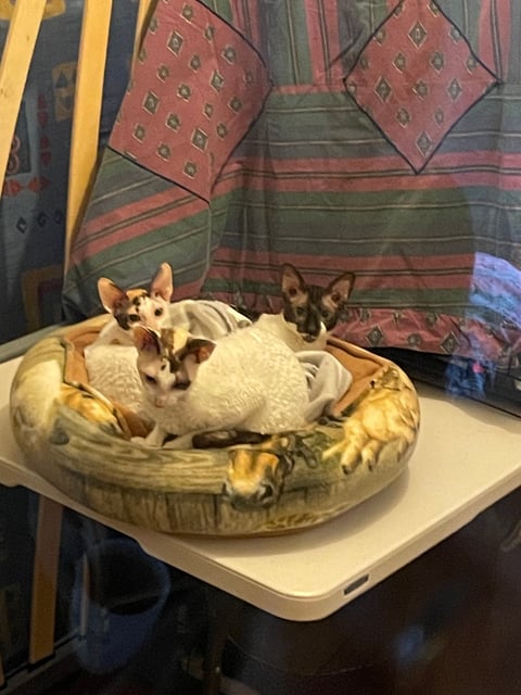 Scillyrex Cornish Rex - Snug as bugs