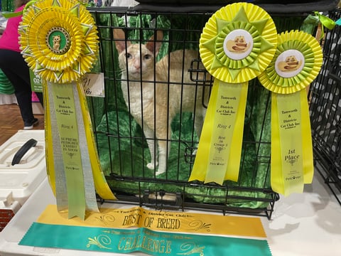 Supreme Pedigree Exhibit at Tamworth Show 2023