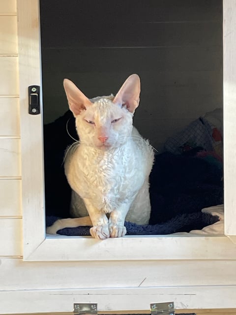 Stud boy Charlie - Scillyrex Cornish Rex