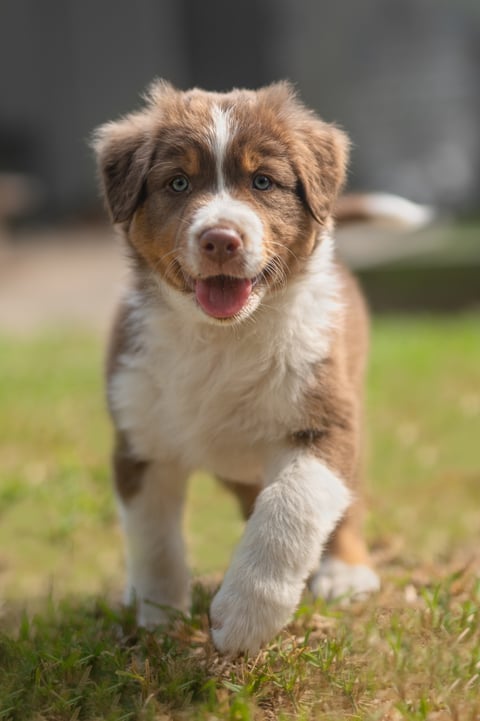 Hunter - Red tri colour puppy from Riley