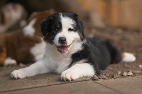 Hope - Black Tri colour puppy from Riley