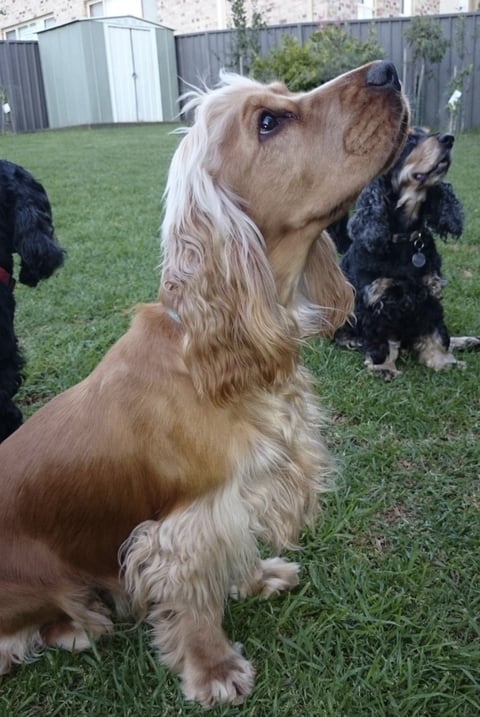 Kaybow Cocker Spaniels