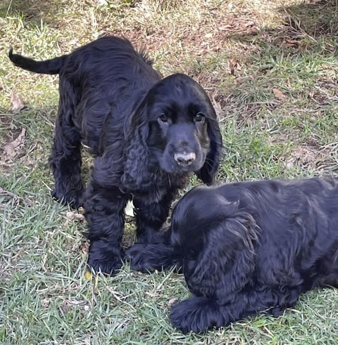 Kaybow Cocker Spaniels