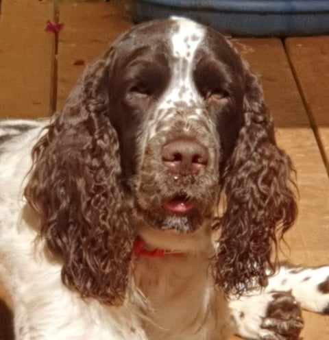 Sugarmoon English Springer Spaniels