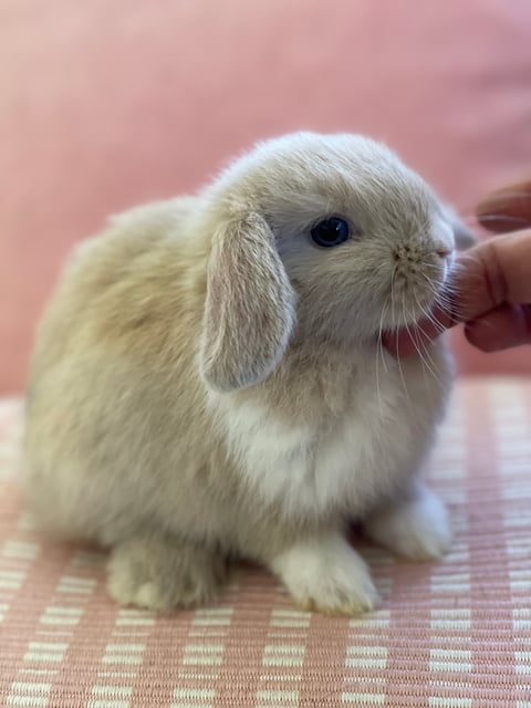 Willow Wind Rabbitry Minilop Breeder