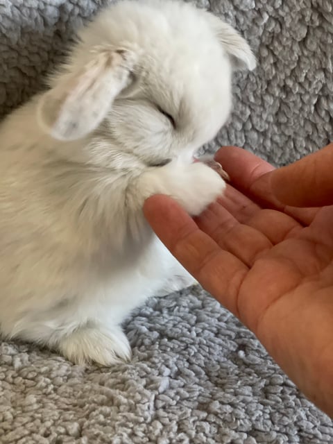 Willow Wind Rabbitry Minilop Breeder