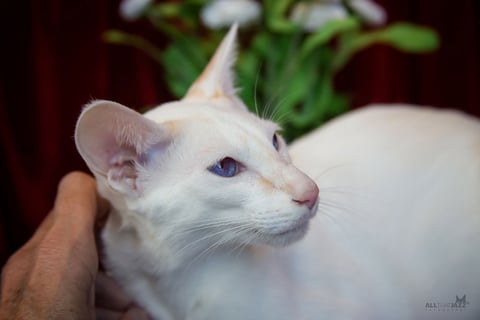 ARSENIOS Cream Bi Colour Siamese