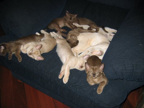 Group Sleep