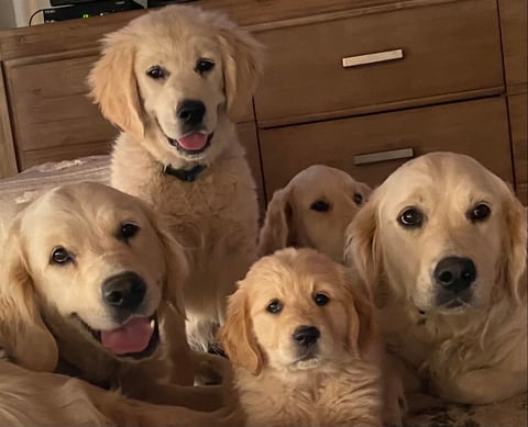 JOKALA Golden Retrievers ANKC