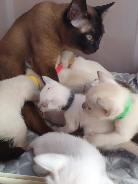 Roana Tonkinese and Siamese Cats